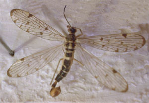 O. Mecoptera