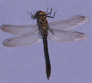 O.Odonata Anisoptera