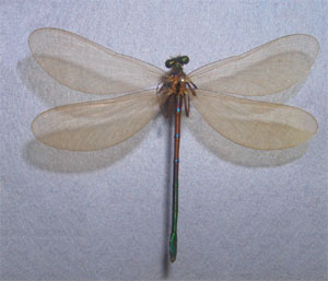 O. Odonata Zygoptera