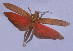 O. Orthoptera Acrididae