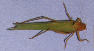 O. Orthoptera Tettigoniidae