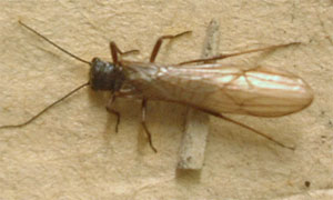 O. Plecoptera