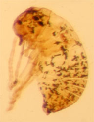 O. Psocoptera (larva)