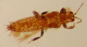 O. Thysanoptera (larva)