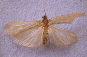 O. Trichoptera