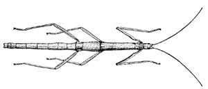 O. Phasmida