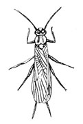 O. Plecoptera