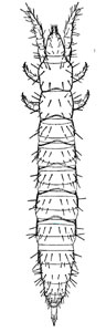 O. Protura