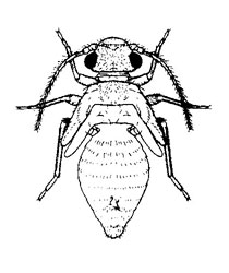 O. Psocoptera