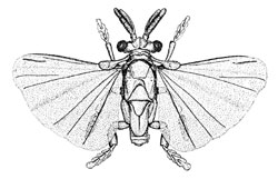 O. Strepsiptera