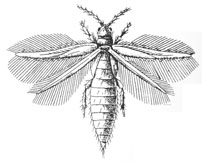 O. Thysanoptera