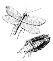 O. Trichoptera