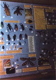 The Insect Display