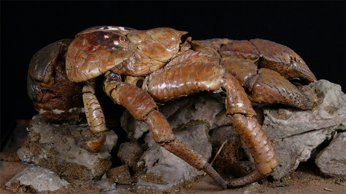 Natural History Collections: Arthropoda