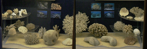 Stony Corals