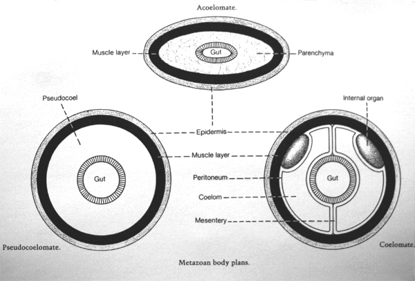 body cavity coelom