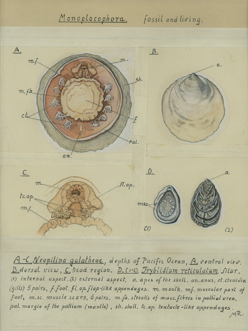 Monoplacophora