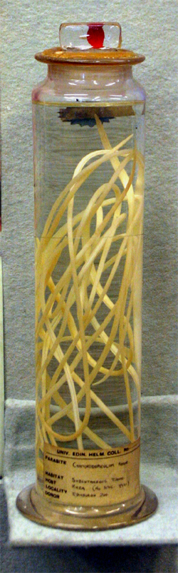 Placentonema Gigantissima Detailed Information Photos Videos Placentonema Gigantissima Detailed Information Photos Videos