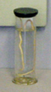 Phylum Nematoda