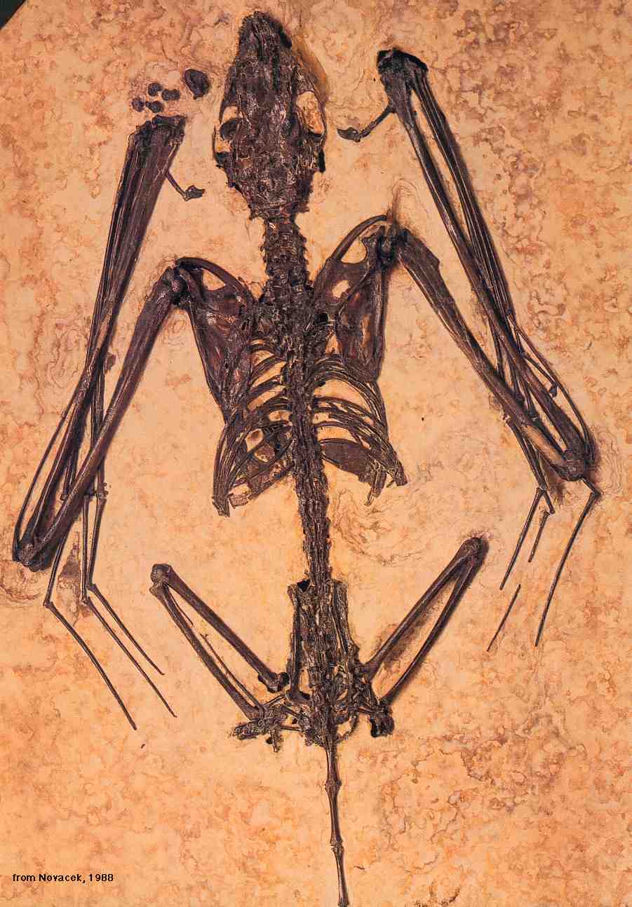 http://www.nhc.ed.ac.uk/images/collections/mammals/bats/fossil.jpg