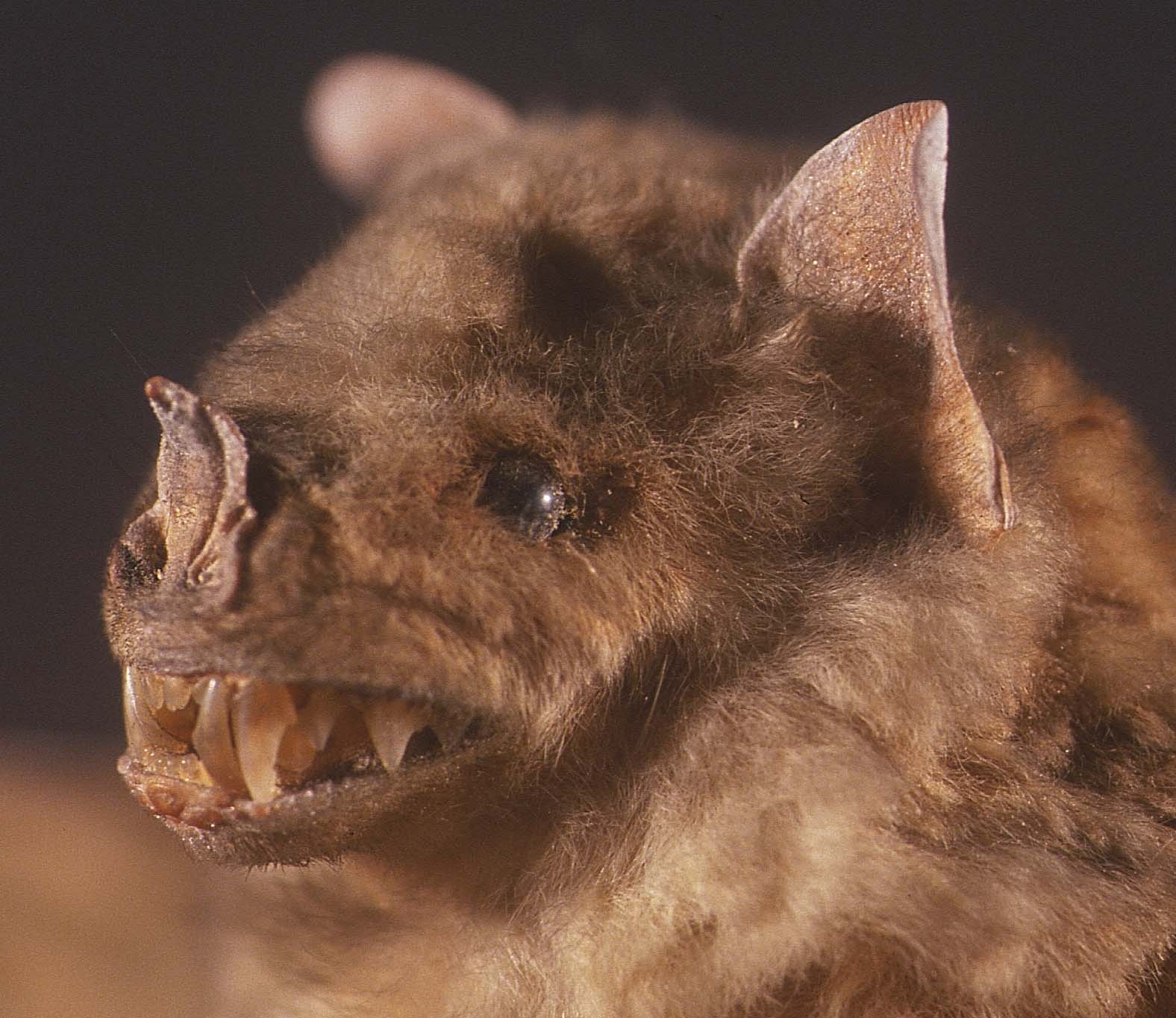 Natural History Collections: What do Bats Look Like