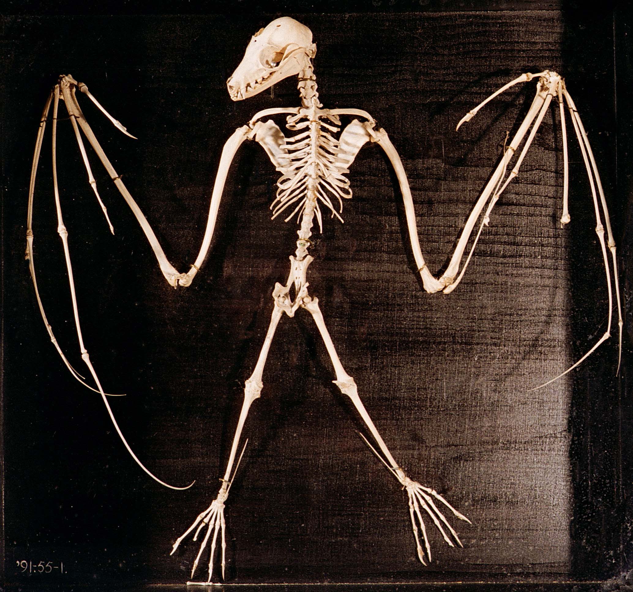 skeleton