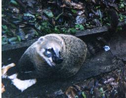 Coati