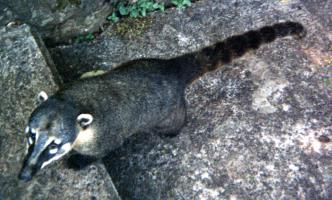 Coati