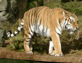 Tiger at Edinburgh Zoo