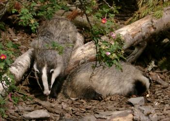 Badgers at the Highland Wildlife Park