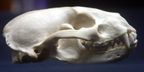 Eurasian Badger Skull