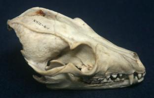 Bat-eared Fox Skull