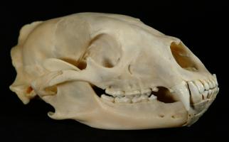 American Black Bear Skull