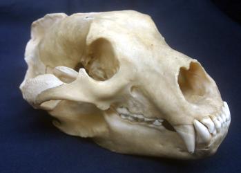 Animal Skull Identification Chart