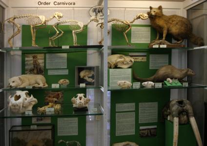 Natural History Collections: Carnivores