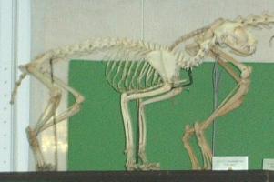 Cat Skeleton