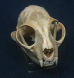 Domestic Cat Skull