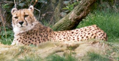 Picture of Cheetah