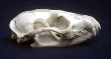 Palm Civet Skull