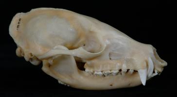 Coati Skull