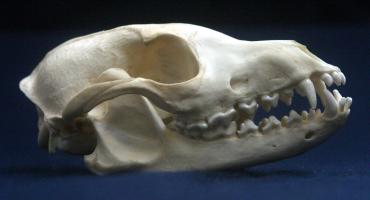 Crab-eating Zorro Skull