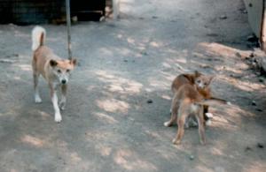 Australian Dingo and Cubs