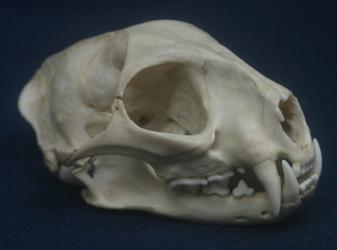 Fishing Cat Skull