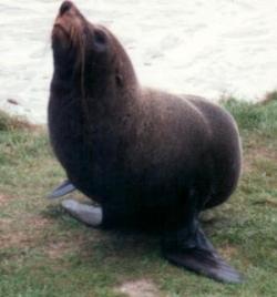 New Zealand Fur Seal