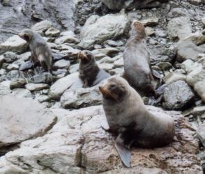 New Zealand Fur Seals on Land