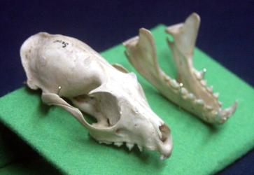 Genet skull