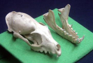 Genet skull