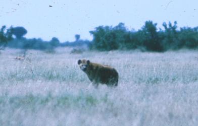 Spotted Hyaena