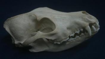 Jackal Skull