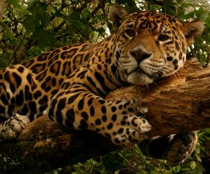 Jaguar at Edinburgh Zoo